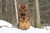 BERGER ALLEMAND 480